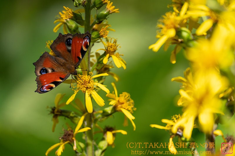 ../Images/7R240810 (197).jpg